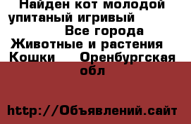 Найден кот,молодой упитаный игривый 12.03.2017 - Все города Животные и растения » Кошки   . Оренбургская обл.